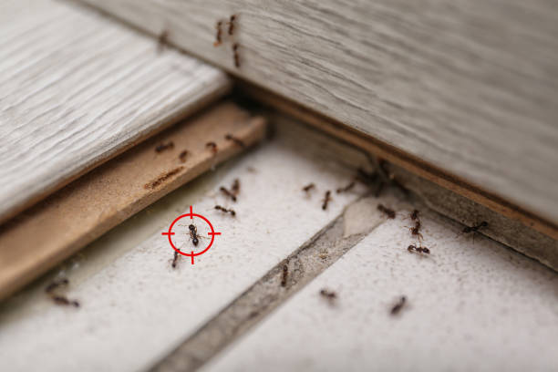 Best Best Pest Control Companies  in Stinnett, TX