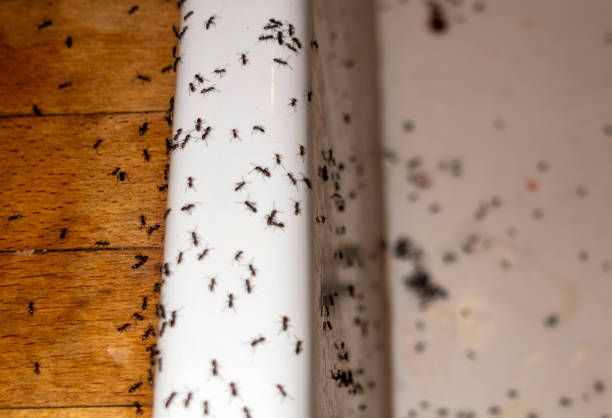 Best Best Pest Control Companies  in Stinnett, TX