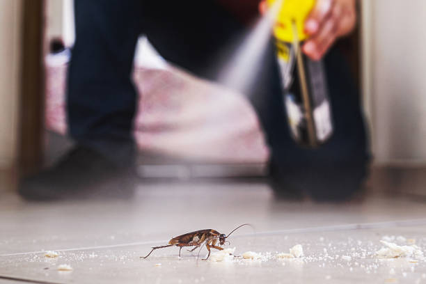Reliable Stinnett, TX Pest Control Solutions