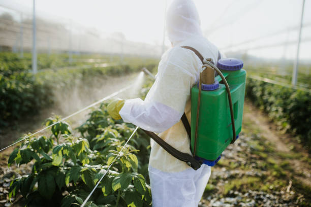Best Ant Control Services  in Stinnett, TX